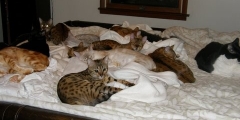 cats on bed.