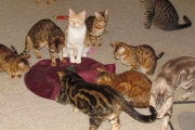Cats playing at Starkittie Bengals.