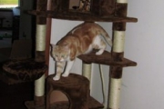 Albee on the cat tree.