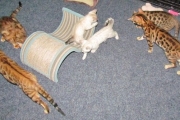bengal kittens in the kitten room at Starkittie Bengals.
