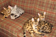 TN Show and kittens 11-22-16 026