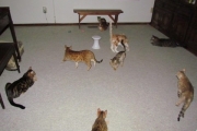 Starkittie bengal cats playing with laser machine.