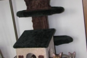 New cat tree.
