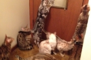 Cats closed themselves in the bathroom.