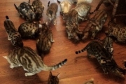 Loving cat treats.