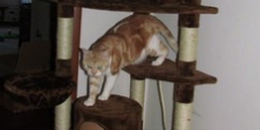 Albee on the cat tree.