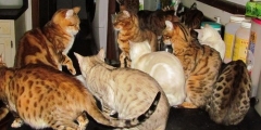 cats waiting for soft food.