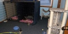 kitten room