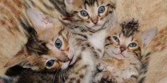 Bengal kittens in hammock.