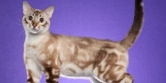 Quadruple Grand Champion Alter Starkittie Castiel.