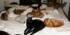 Cats on bed