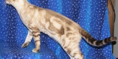 QGC Buckeye Bengals Schuyler of Starkittie