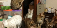 Cats waiting for soft food